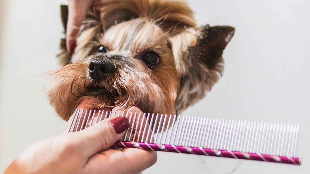 How to Create a Positive Grooming Experience for Your Pet